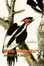 Downy Woodpecker and Other Bird Songs: Nature Sounds for Awakening