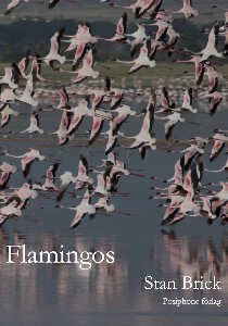 Flamingos